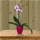 https://bonovo.isisflor.com/fileuploads/Produtos/Plantas Naturais/thumb__Isisflor_Choice_Orquidea_01.png